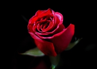 七夕节的红玫瑰